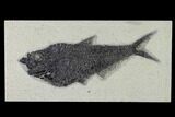 Fossil Fish (Diplomystus) - Wyoming #158559-1